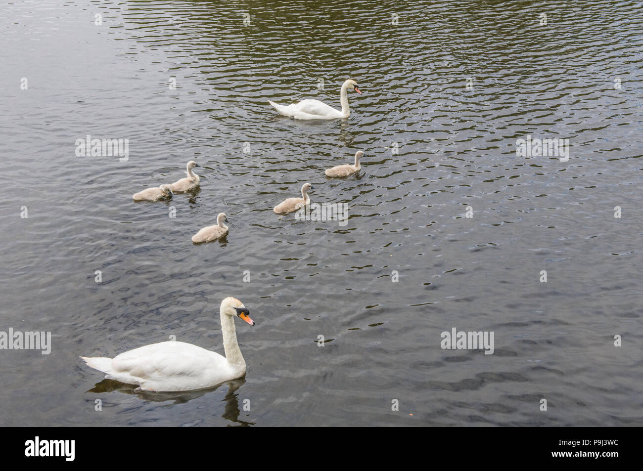 Mute Swans and their Five Cygnets Stock Photo