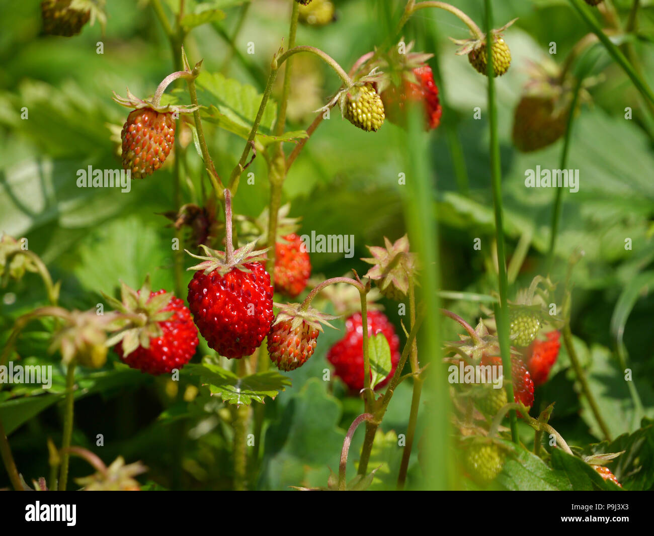 ripe wild strawberries Stock Photo