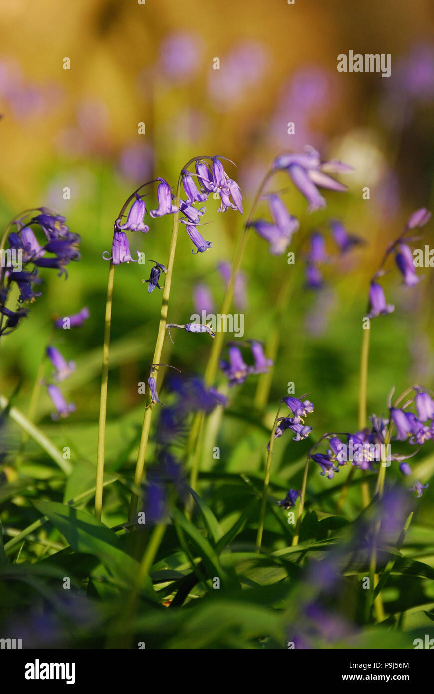 Bluebell (Hyacinthoides non-scripta) in sunshine in woodland, England, UK Stock Photo