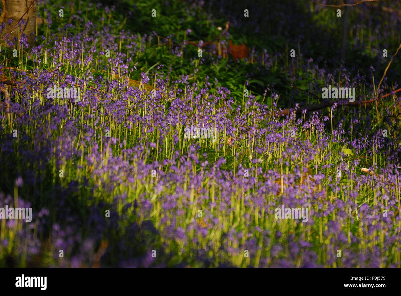 Bluebell (Hyacinthoides non-scripta) in sunshine in woodland, England, UK Stock Photo