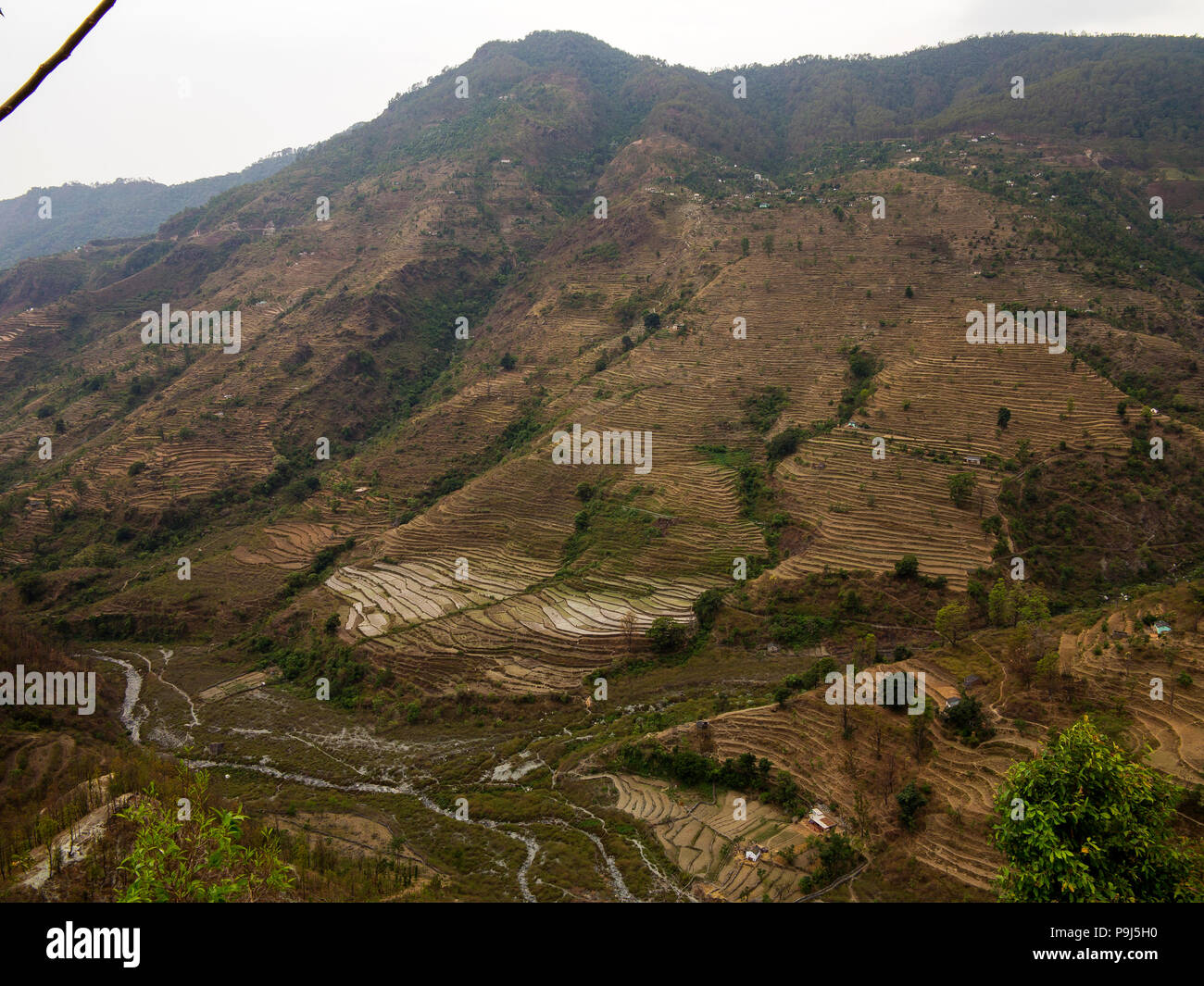 Extensive terraced fields at the remote village of Dalkanya on the Nandhour Valley, Kumaon Hills, Uttarakhand, India Stock Photo