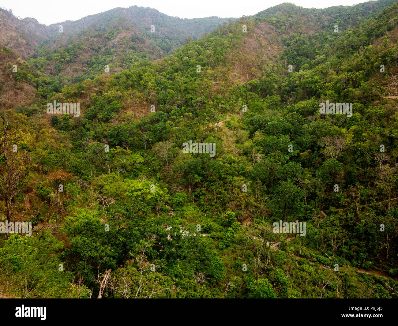 Dense jungle at Nandhour Valley, Kumaon Hills, Uttarakhand, India Stock Photo