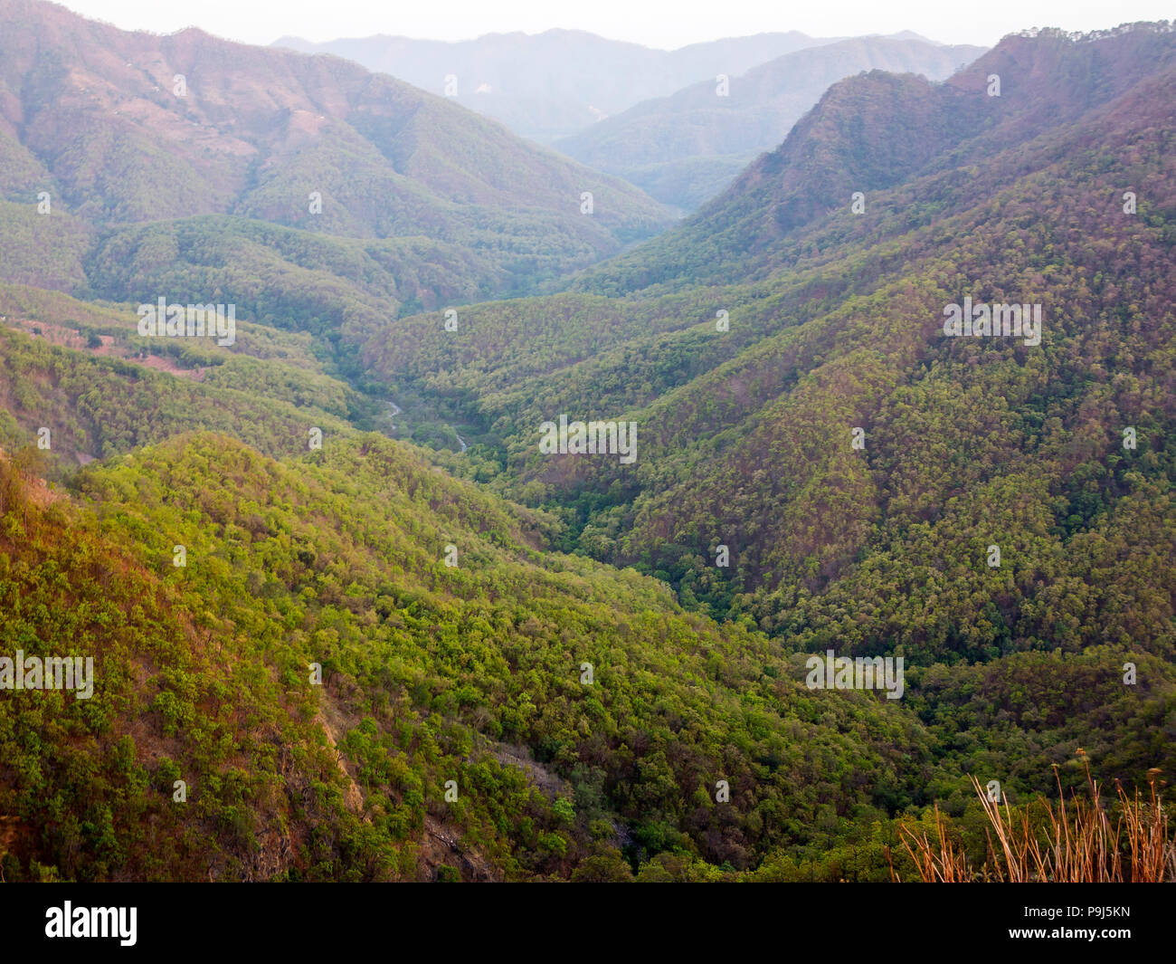 Dense jungle at the Nandhour Valley, Kumaon Hills, Uttarakhand, India Stock Photo