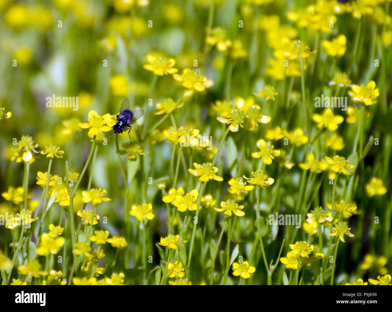 Badgeworth buttercup (Ranunculus ophioglossifolius) with fly Stock Photo