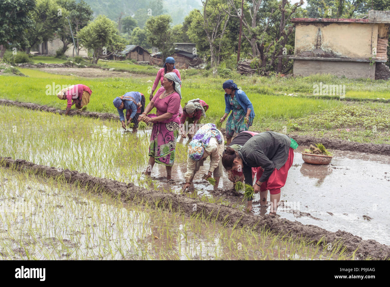 Group of Indian village woman farmers working in a paddy field Stock