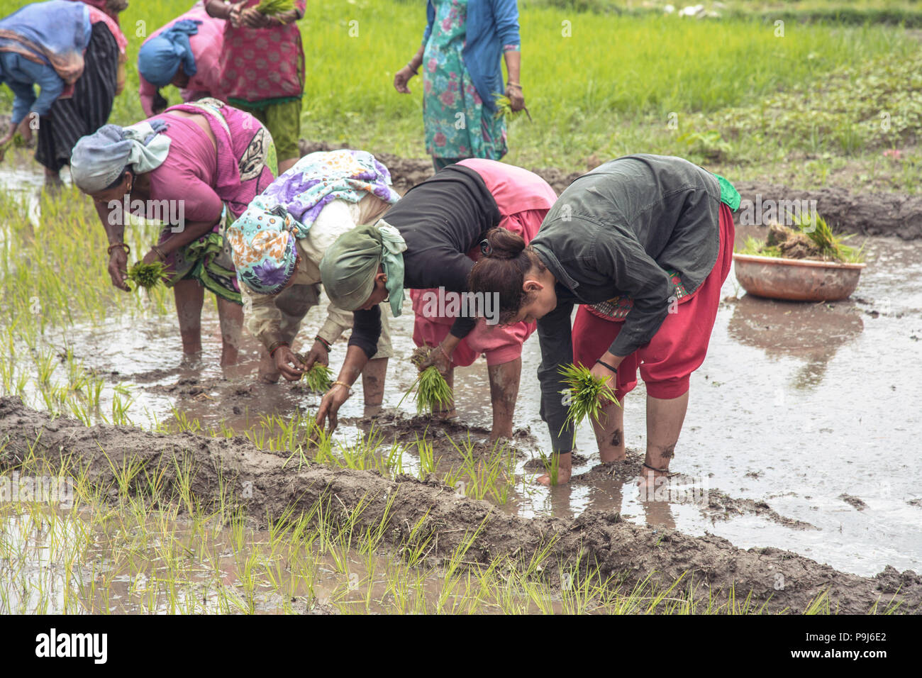 Group of Indian village woman farmers working in a paddy field Stock ...