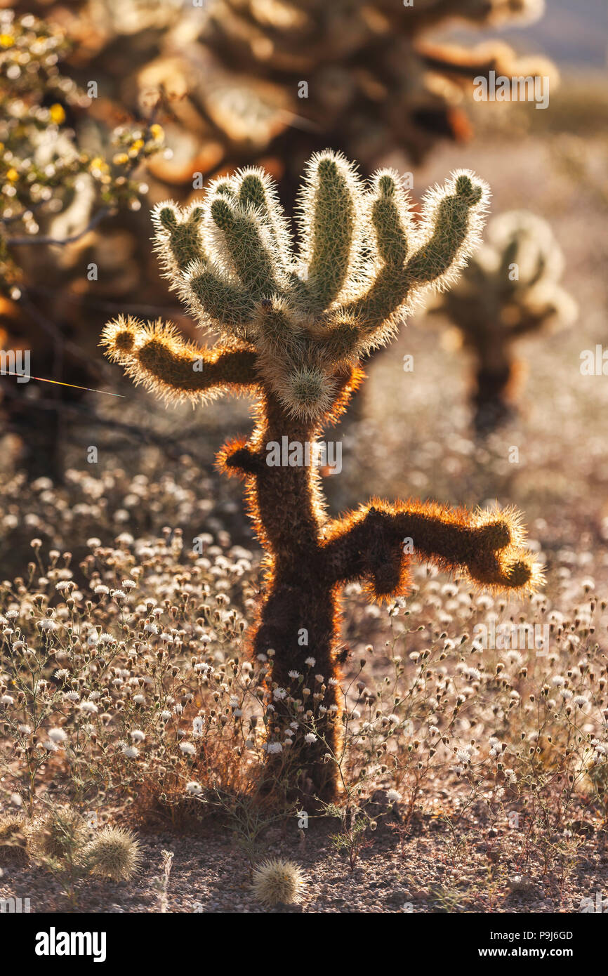 Sunset at Cholla Cactus Garden, Joshua Tree National Park Stock Photo