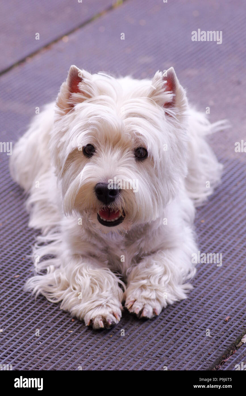 Freshly groomed white Westie smiling Stock Photo