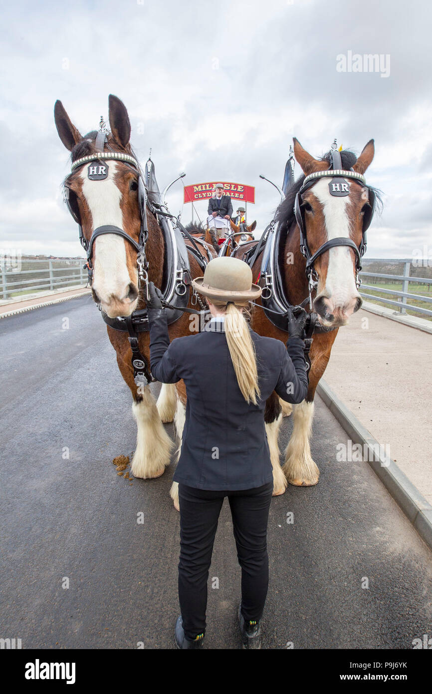 Clydesdale Horses pulling a carriage Stock Photo Alamy