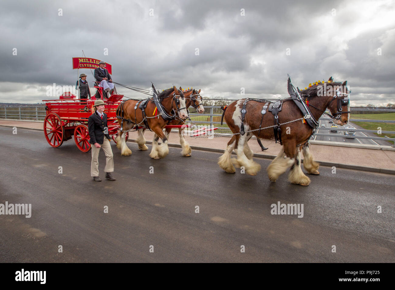 Clydesdale Horses pulling a carriage Stock Photo Alamy