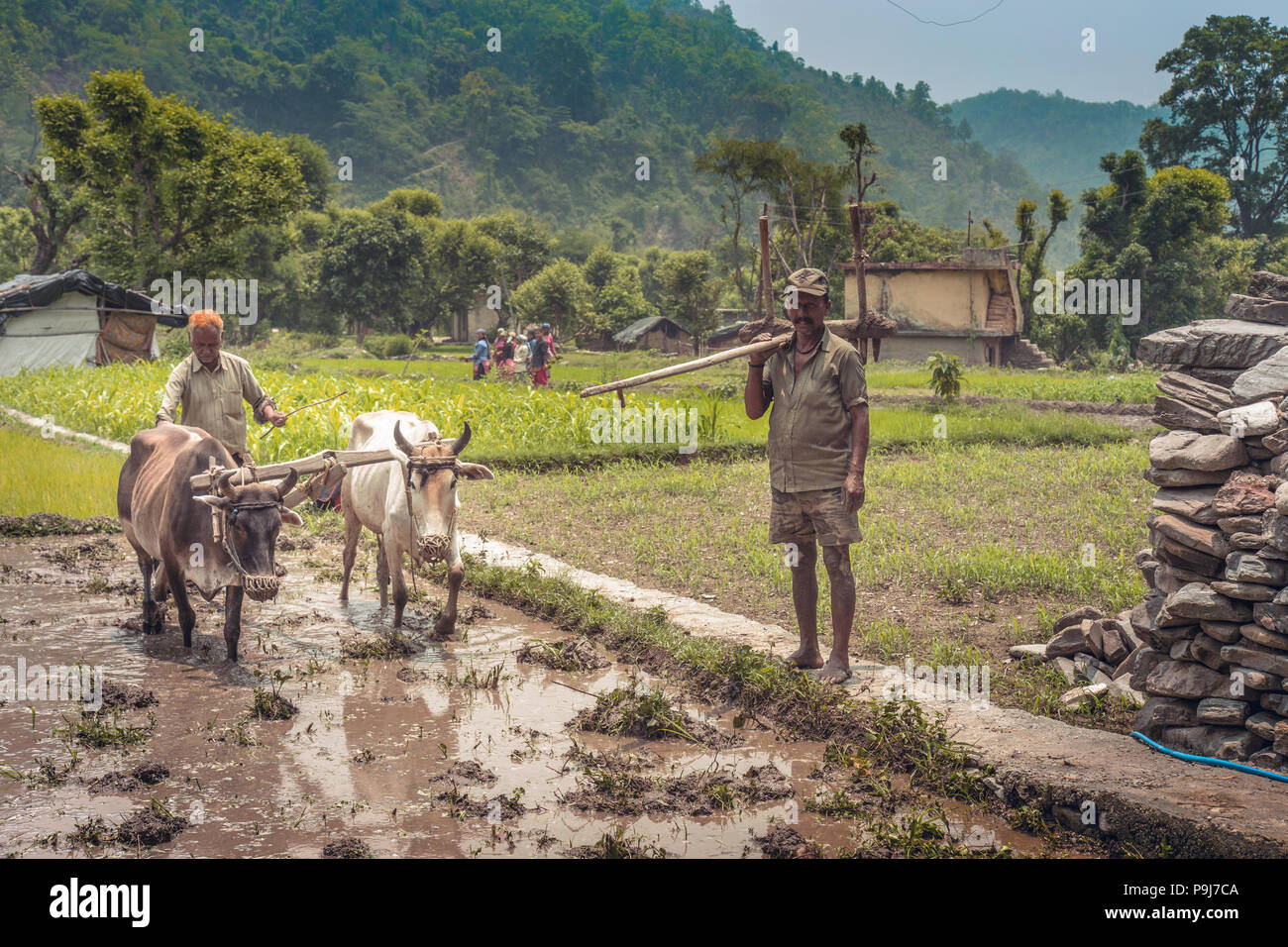 Indian farmer ploughing his fields Stock Photo - Alamy