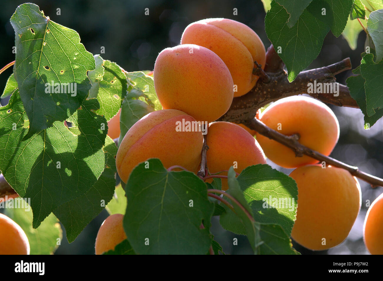 Apricots on the tree (Prunus armeniaca) Southern France Stock Photo