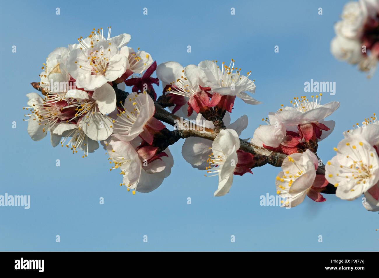 Apricot tree - Flowers (Prunus armeniaca) Stock Photo