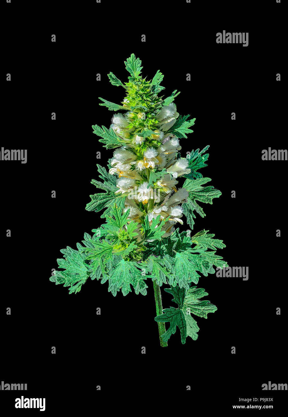 Blooming motherwort or Leonurus cardiaca - medicinal plant on a black background isolated. Other names: throw-wort, lion's ear, and lion's tail, raw m Stock Photo