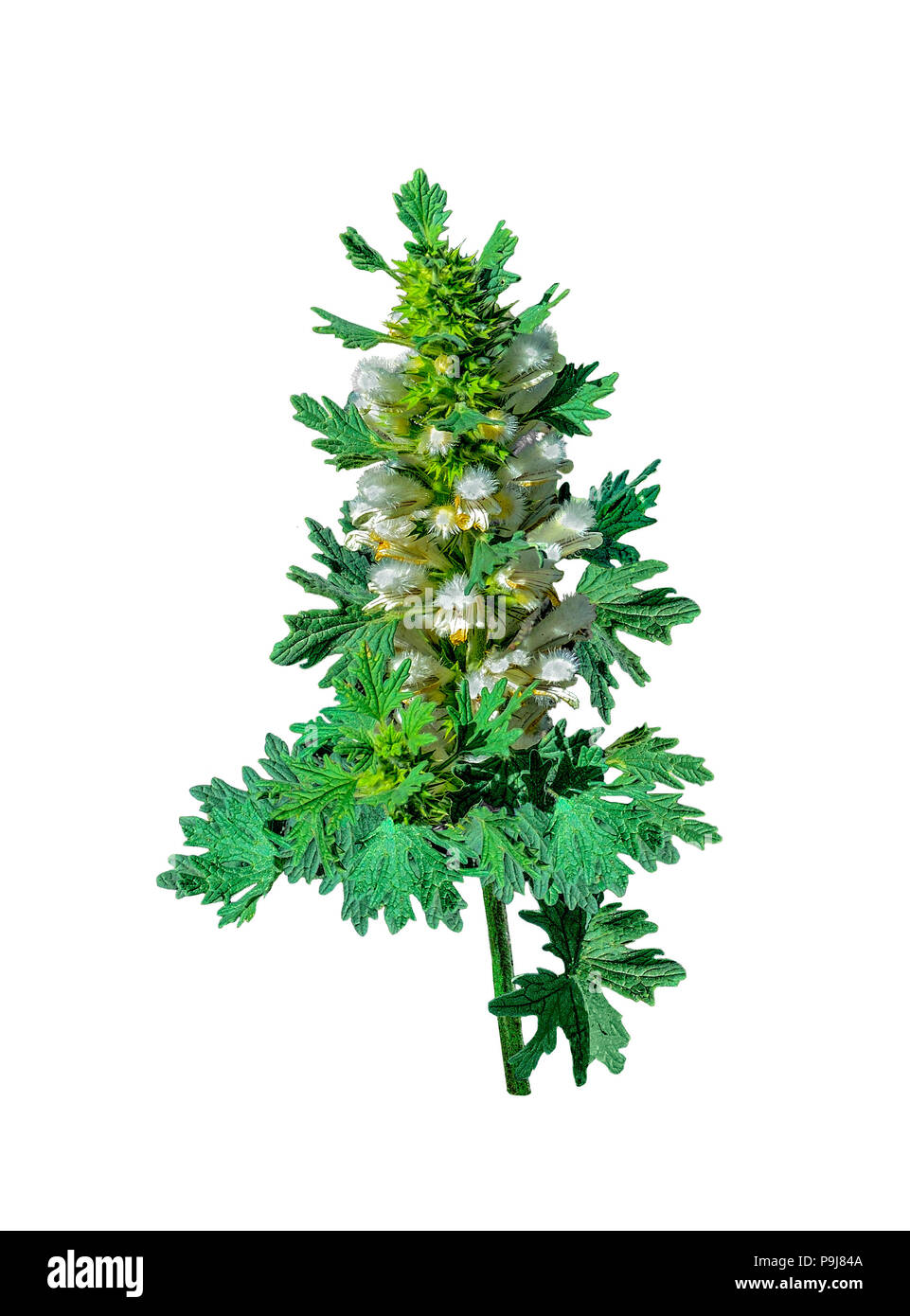 Blooming motherwort or Leonurus cardiaca - medicinal plant on a white background isolated. Other names: throw-wort, lion's ear, and lion's tail, raw m Stock Photo