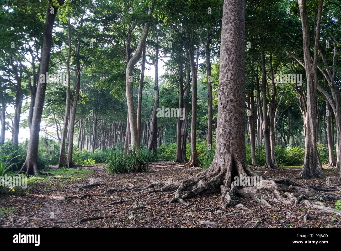 Big tree in forest. Green life background. Havelock island Andaman and