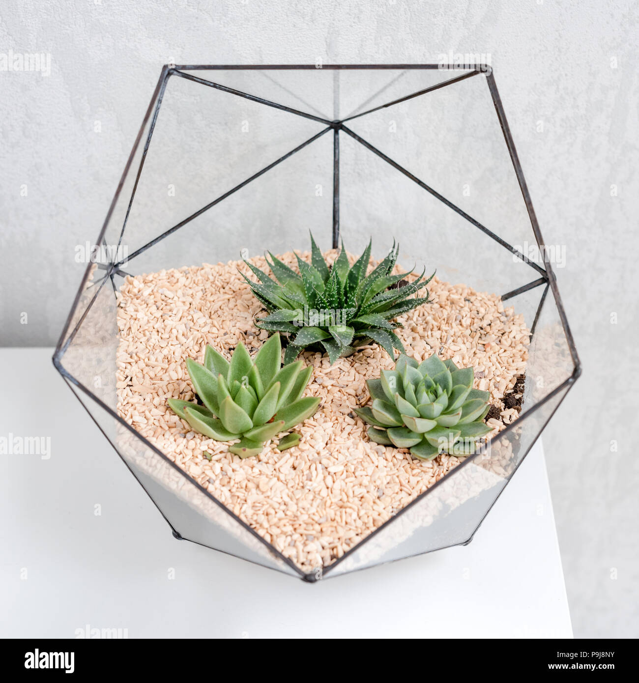 Glass florarium vase with succulent plants and small cactus on white table. Small garden with miniature cactuse. Home indoor plants Stock Photo