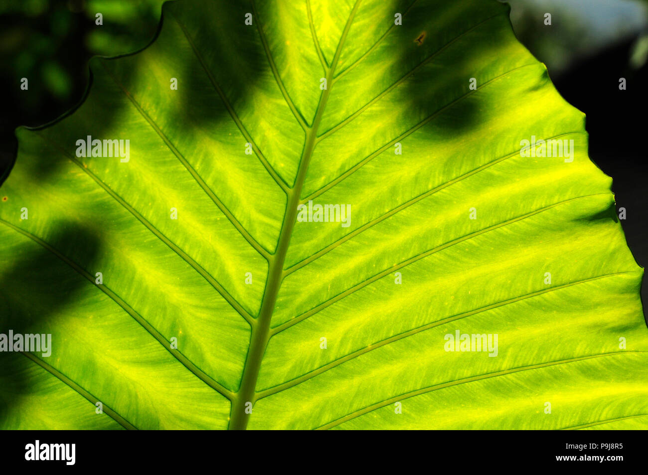 Elephant ear taro, Giant elephant ear, Giant taro (Alocasia