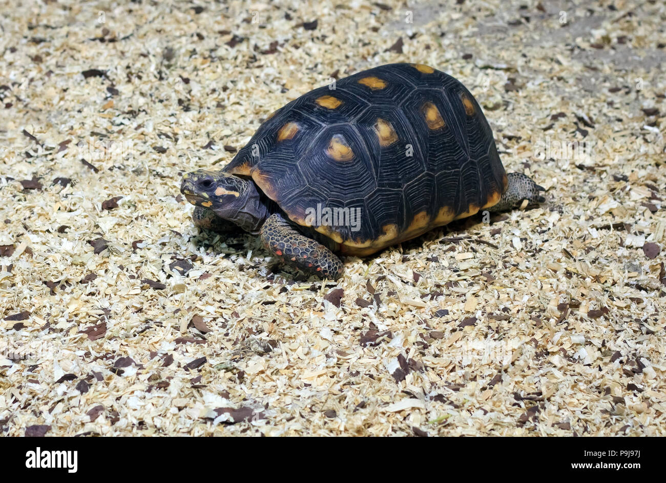 Land turtle Stock Photo Alamy