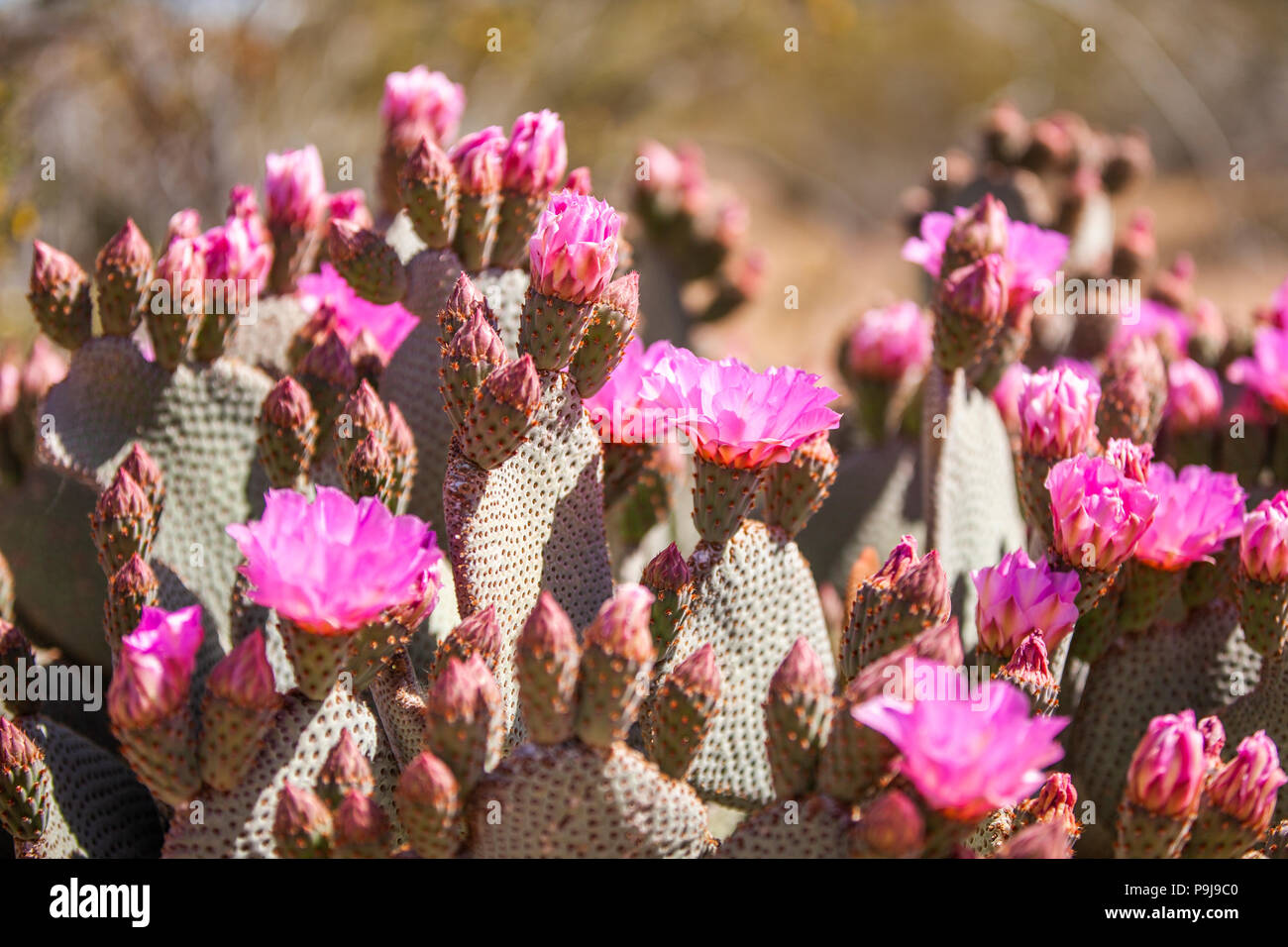 Pink Beavertail Cactus flowers in bloom. Stock Photo