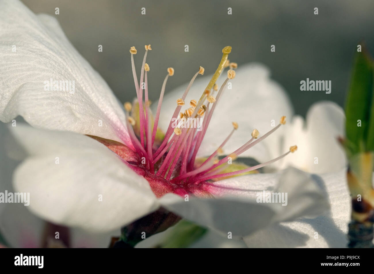 Mandel Almond, flower (Prunus dulcis), France Stock Photo