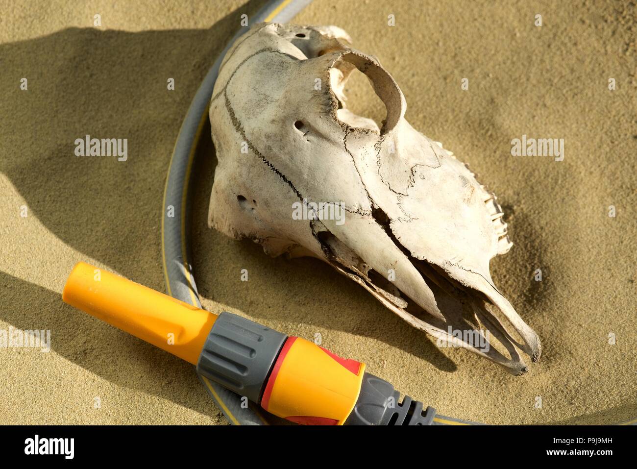 Hosepipe: a garden hosepipe representing a hosepipe ban during a summer heatwave and impending drought in the UK or Europe Stock Photo