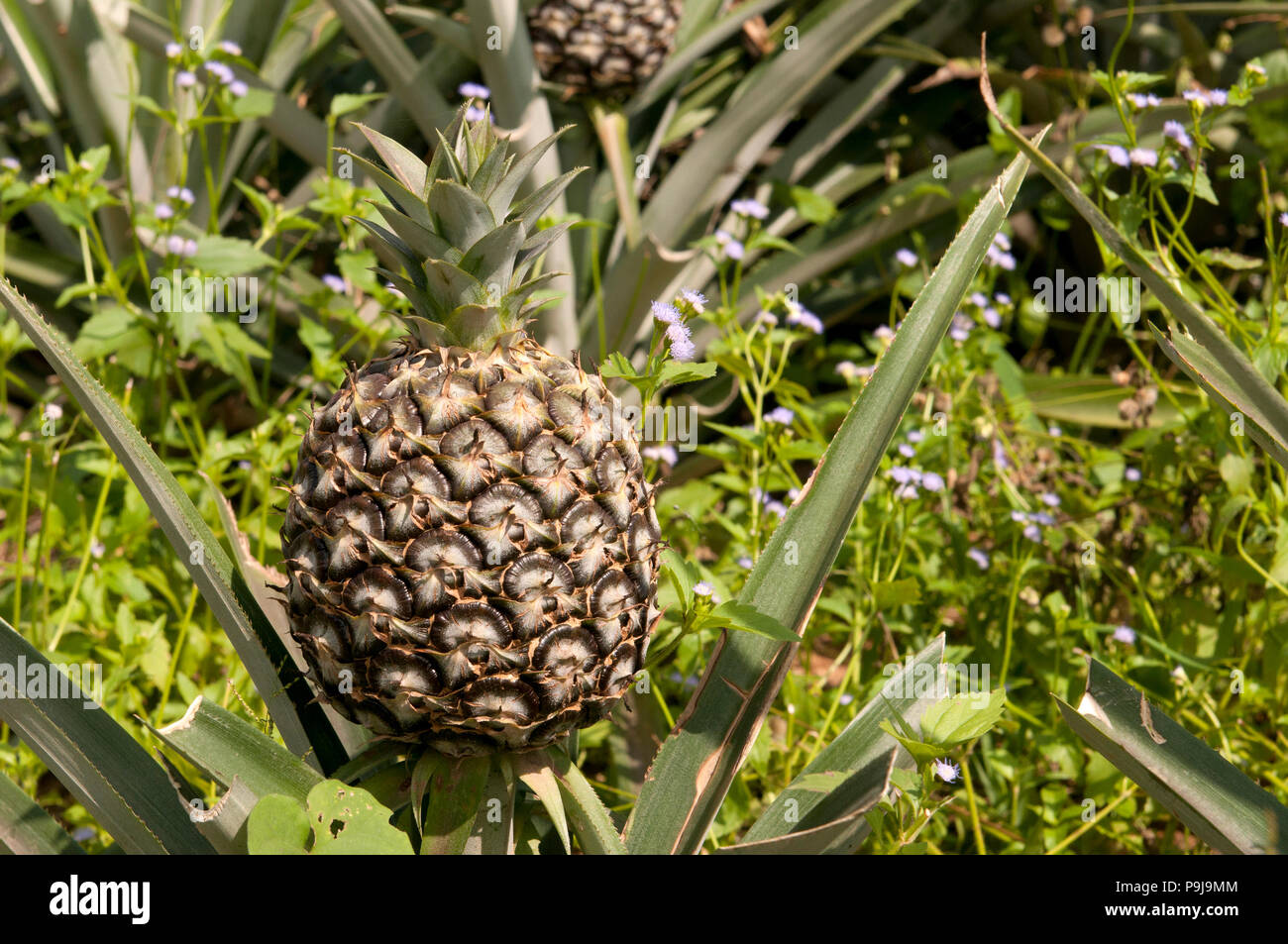 Pineapple (Ananas comosus) Thailand Stock Photo