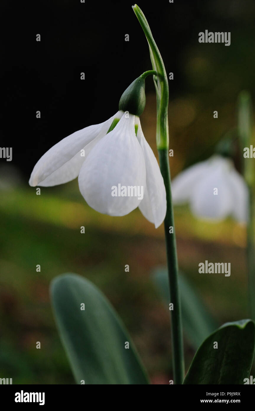 Snowdrops (Galanthus), UK Stock Photo