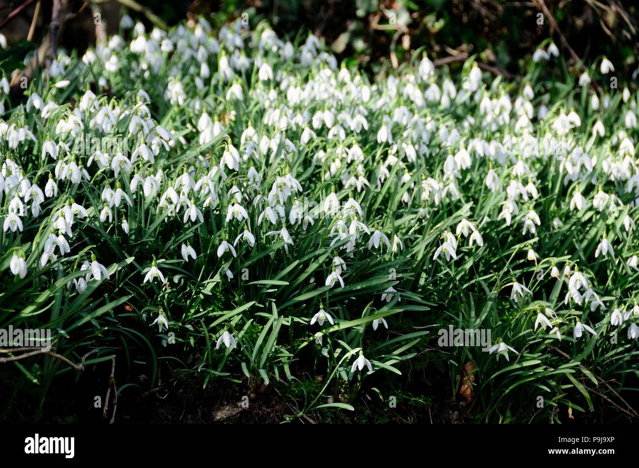 Snowdrops (Galanthus), UK Stock Photo