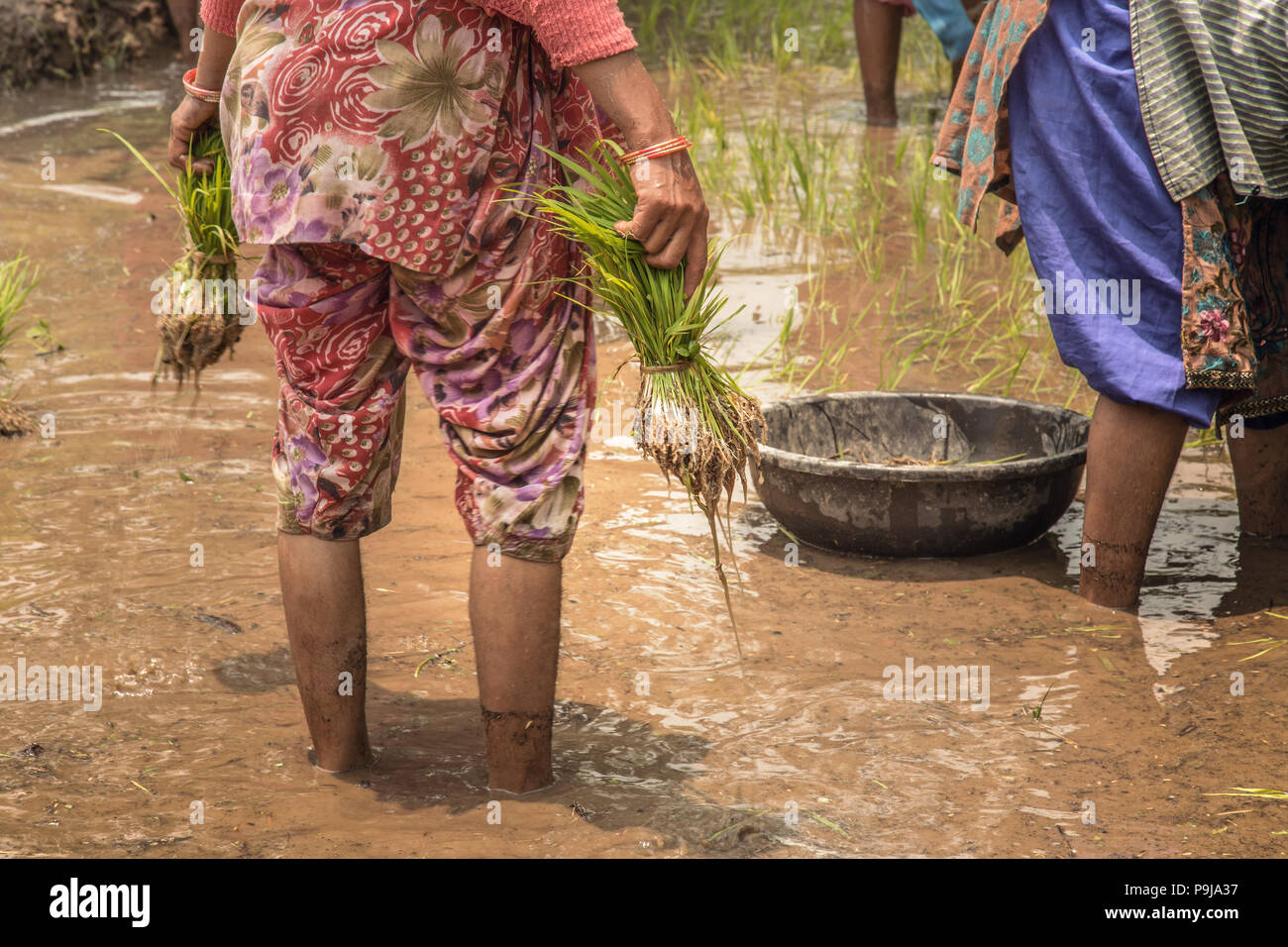 Group of Indian village woman farmers working in a paddy field Stock ...