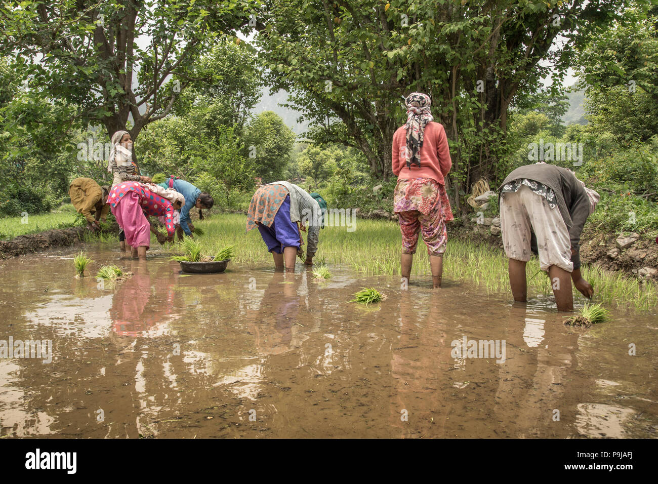 Group of Indian village woman farmers working in a paddy field Stock ...