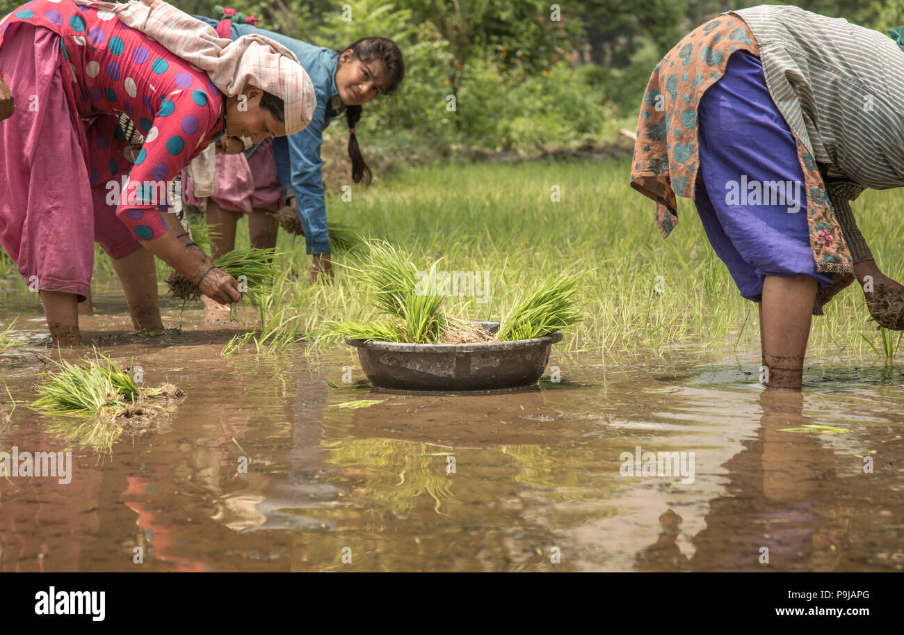 Indian women working in paddy hi-res stock photography and images - Alamy
