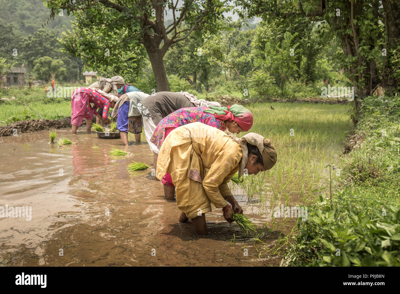 Group Of Indian Village Woman Farmers Working In A Paddy Field Stock