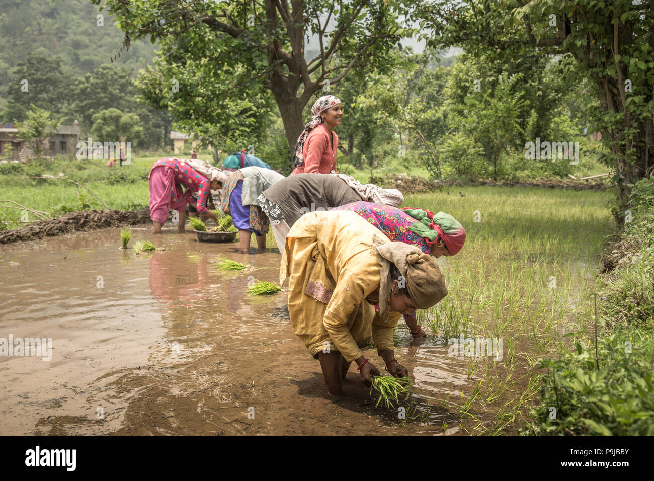 Group of Indian village woman farmers working in a paddy field Stock ...