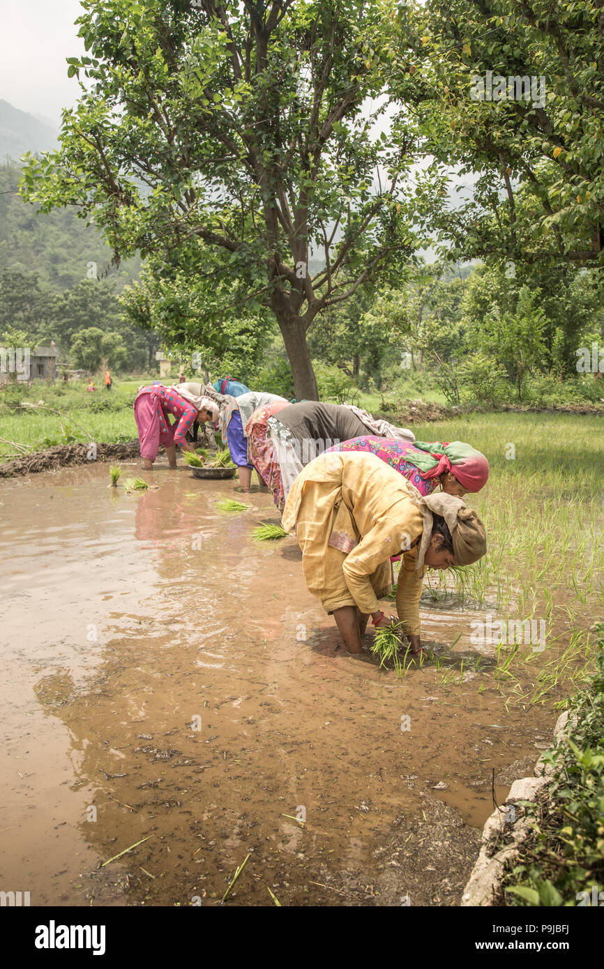 Group of Indian village woman farmers working in a paddy field Stock ...