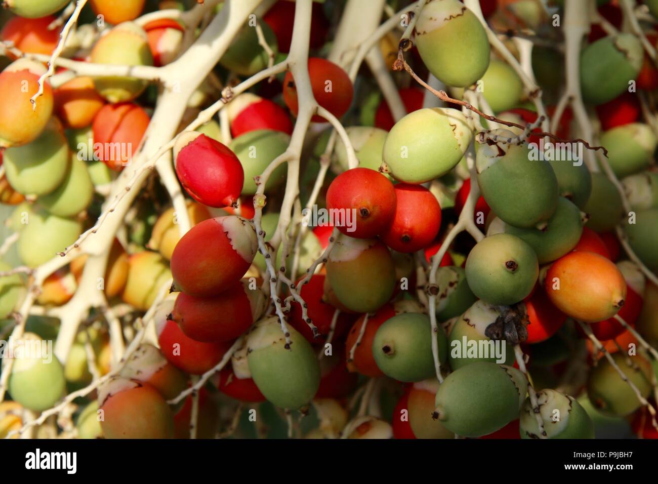 Red palm tree berries hires stock photography and images Alamy