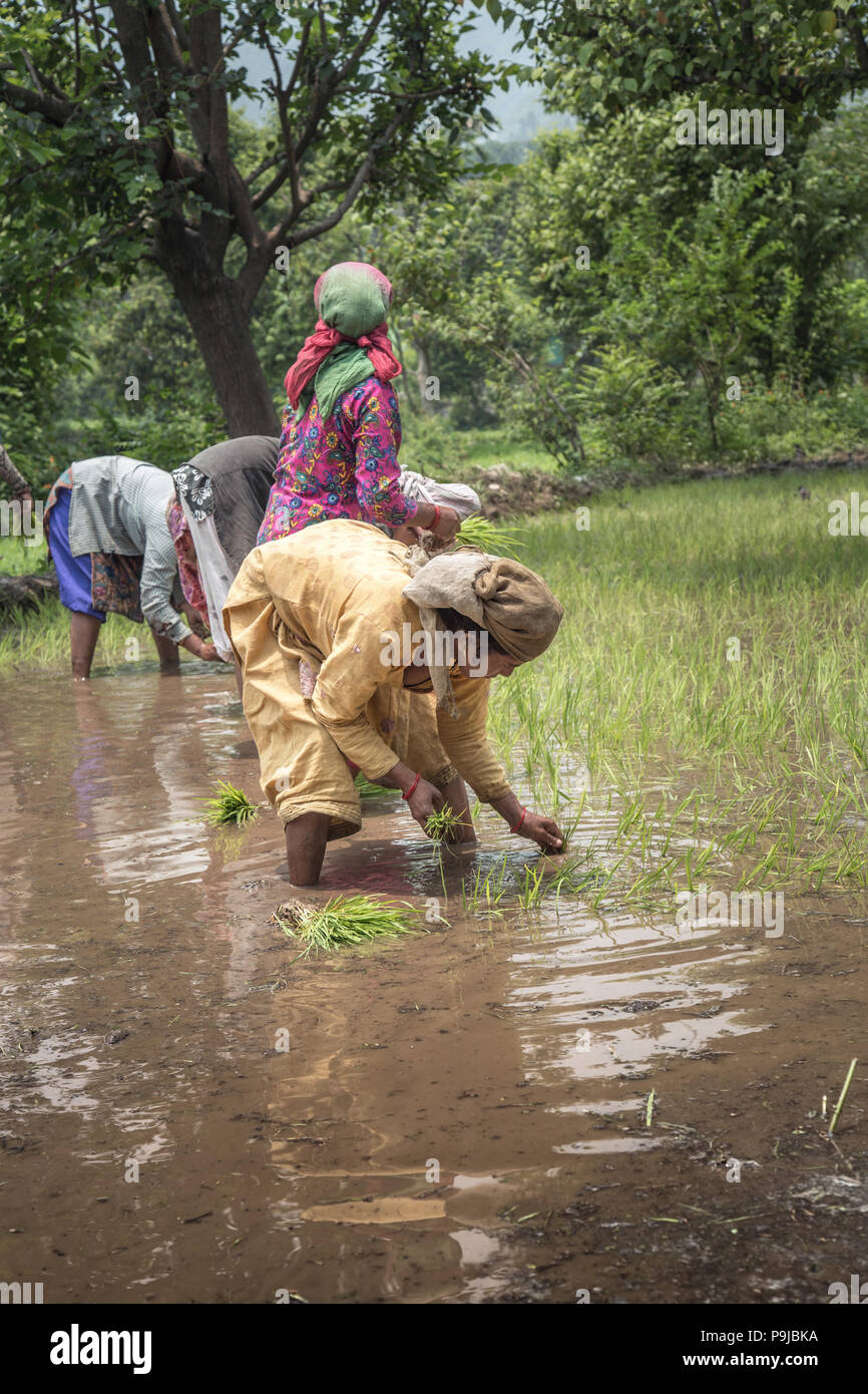 Group of Indian village woman farmers working in a paddy field Stock ...