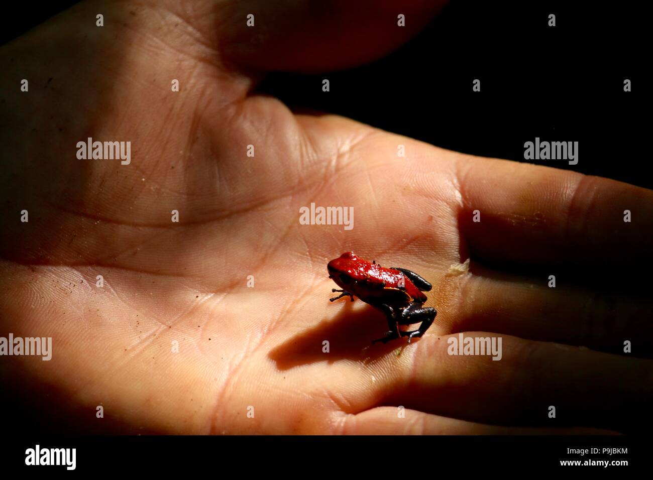 Red Poison Frog on Giovanis hand. gorgeous. At La Fortuna Stock Photo