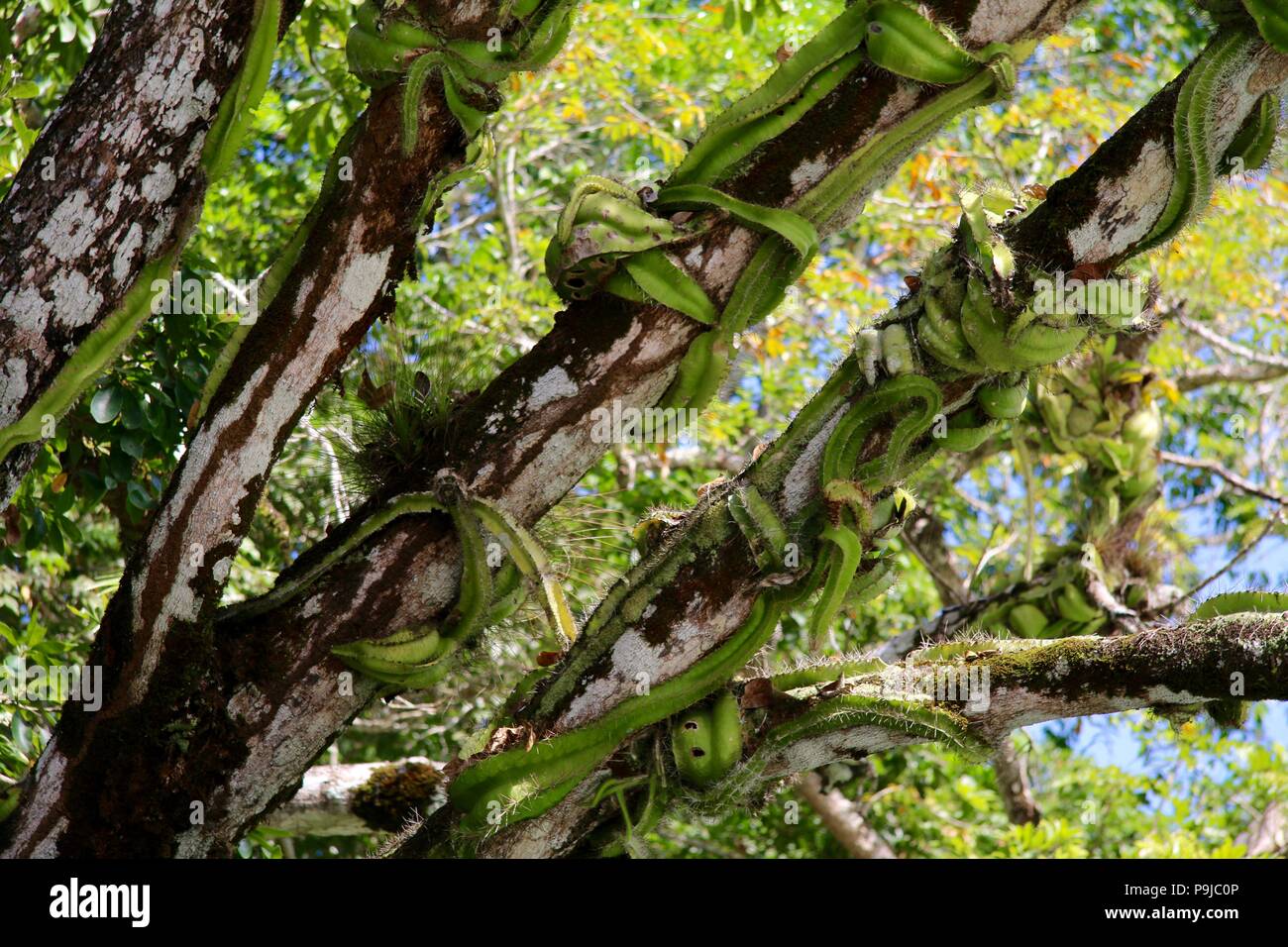 Prickly succulent vine wrapped around a tree Stock Photo Alamy