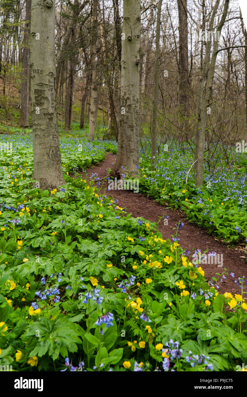 Path Through the Spring Woodland Flowers Stock Photo