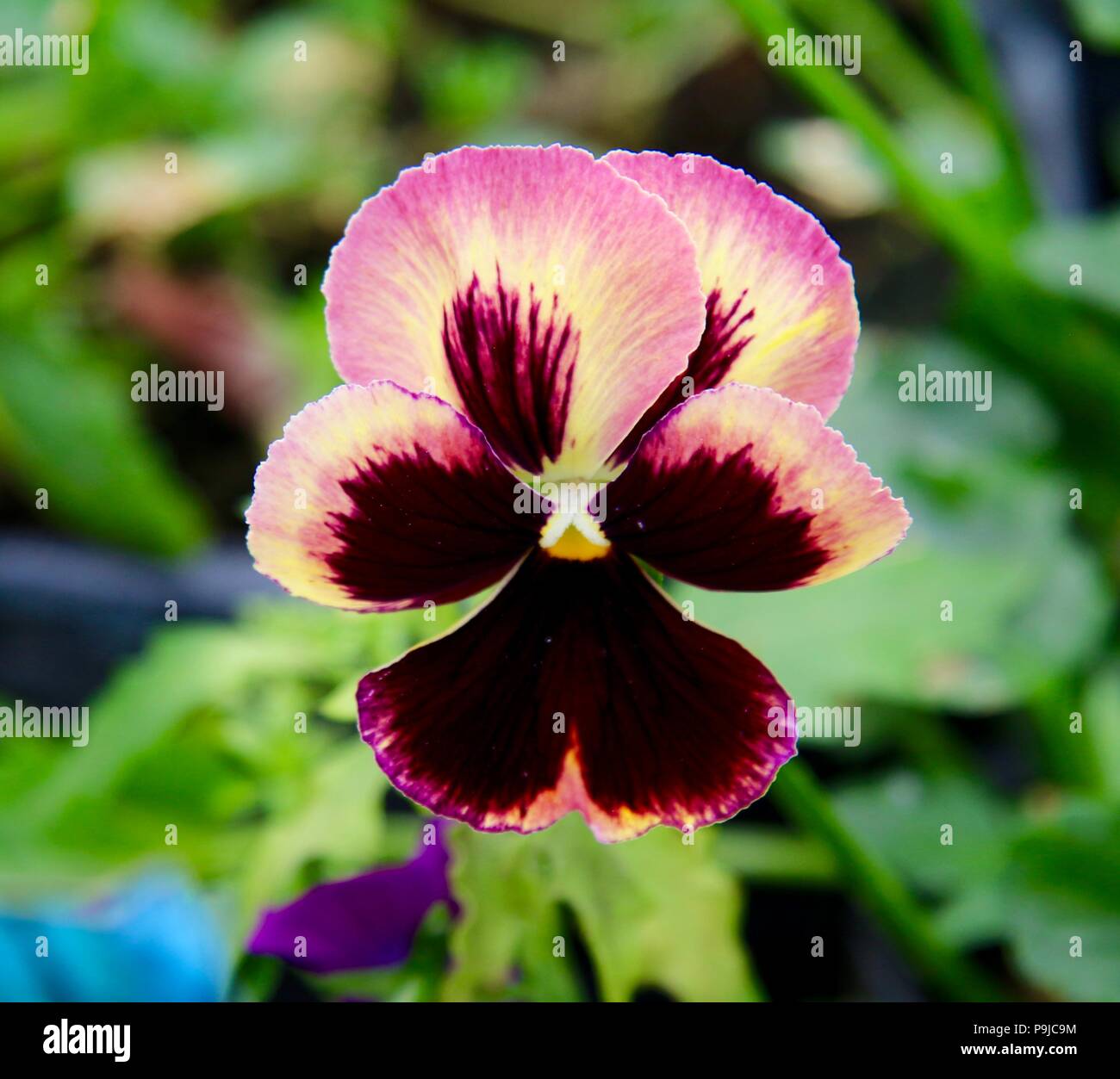 Strong Color Flower Strong vibrant colours hi-res stock photography and images - Alamy