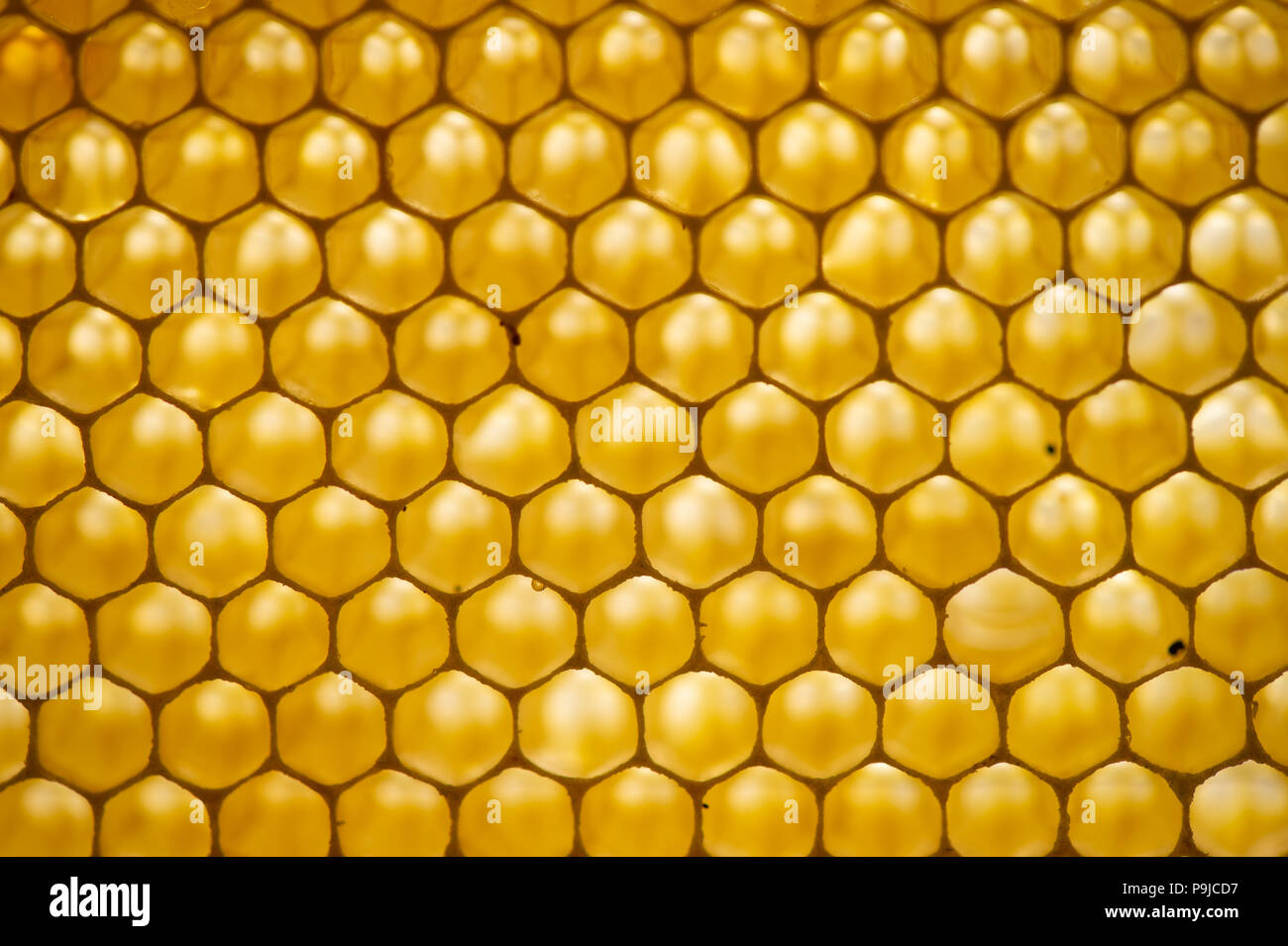 Honeycomb arrangement hi-res stock photography and images - Alamy
