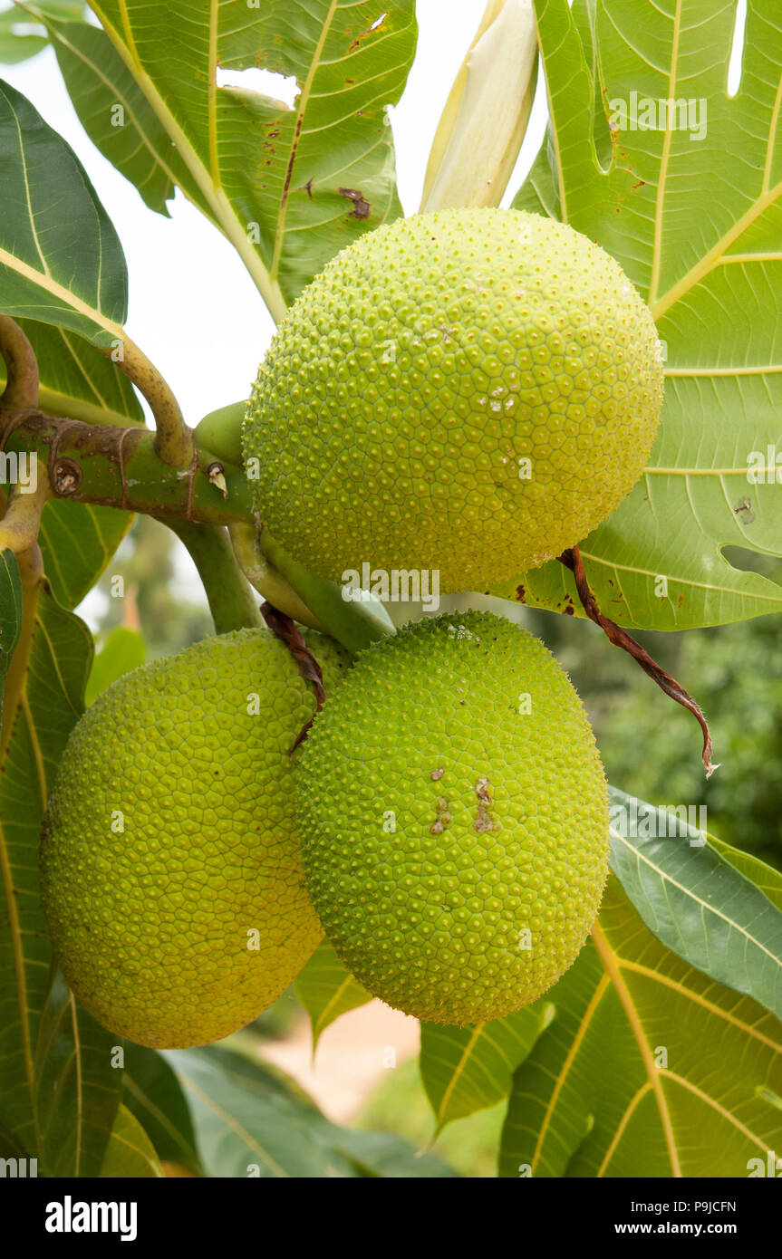 Bread fruit (Artocarpus altilis) Thailand Stock Photo Alamy