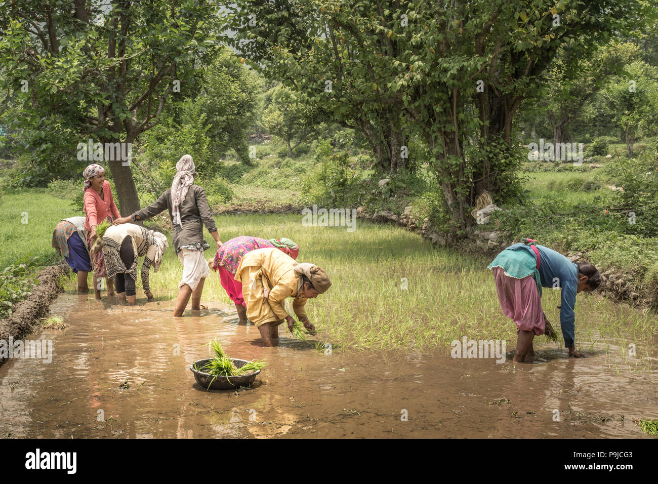 Group of Indian village woman farmers working in a paddy field Stock ...