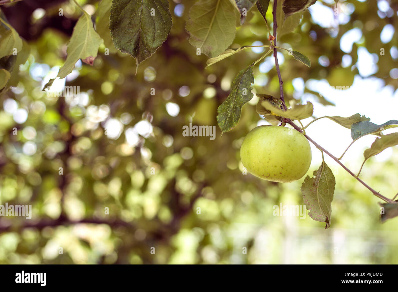 Shiny delicious apples hanging from a tree branch in an apple orchard ...