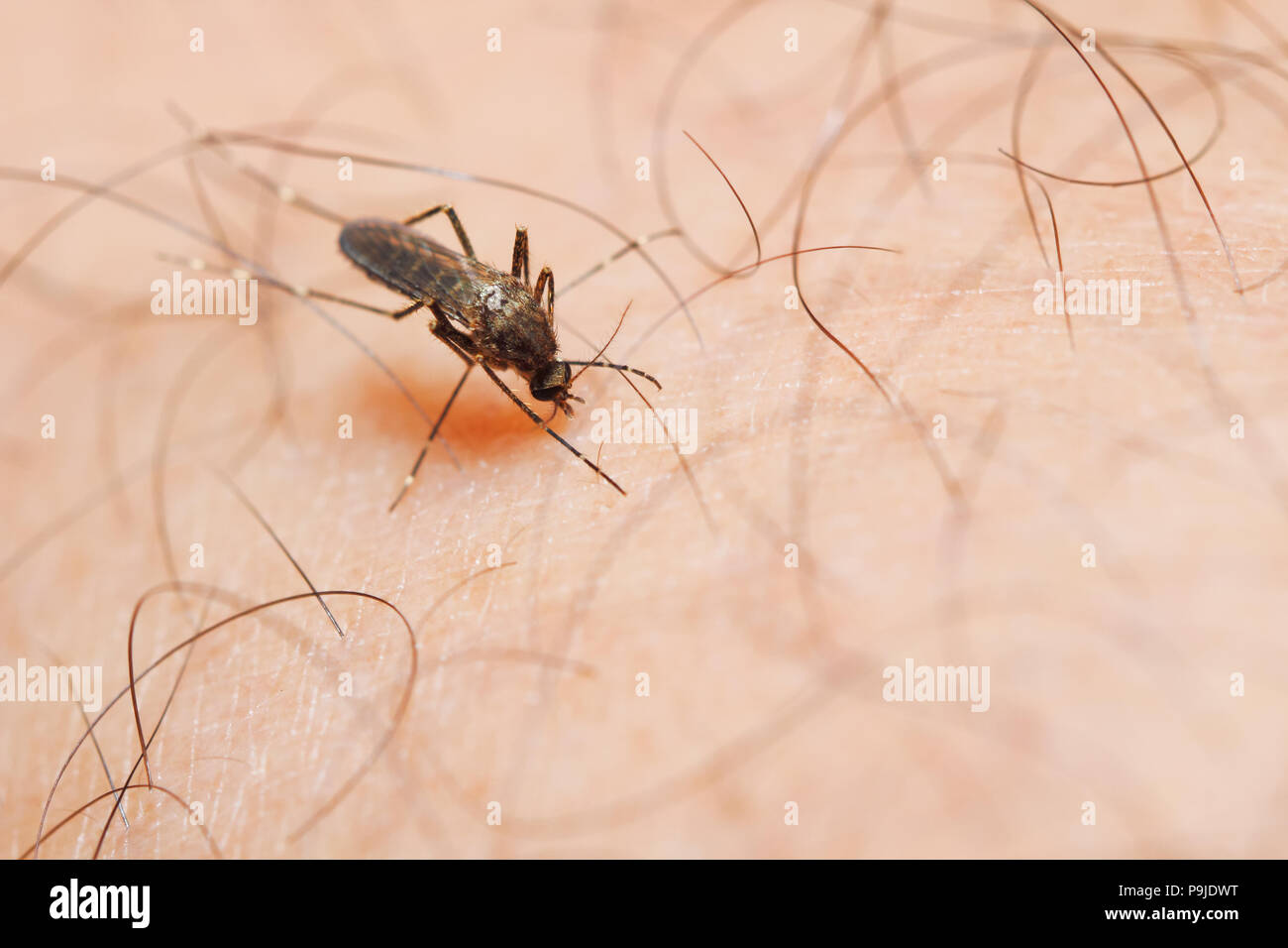 Close-up female mosquito sucking blood from human skin Stock Photo