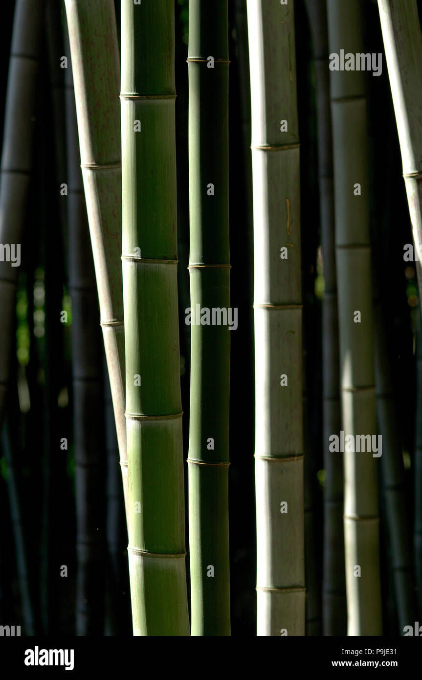 Bamboos in Asia Stock Photo