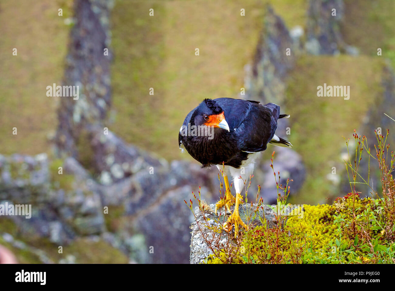 Black Caracara (Daptrius ater) is a species of bird of prey in the Falconidae family. Peru. Stock Photo