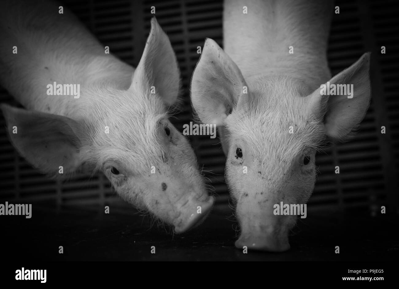 Domestic pigs. Pigs on a farm in the village Stock Photo