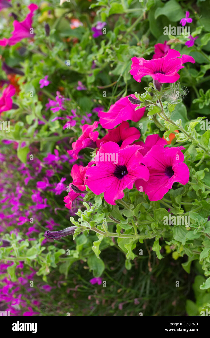 Hanging basket flowers hi-res stock photography and images - Alamy